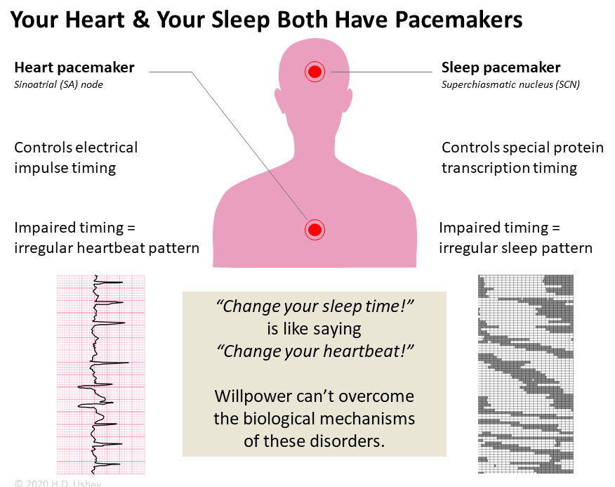 sleep timing vs heart timing