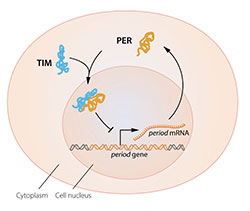 Circadian Genes