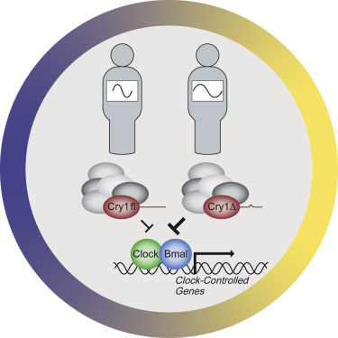 CRY1 gene mutation inheritance (conceptual)